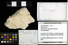 Foto (Objekt + Etiketten) von Pithonoton sp. 